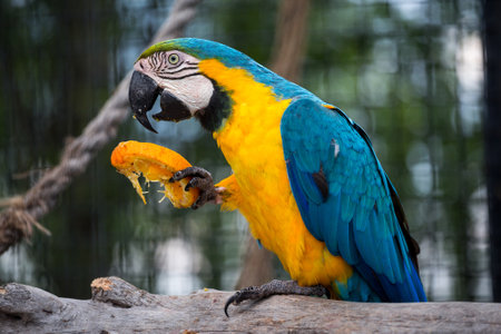 blue macaw eating an orange sitting on a branchの写真素材