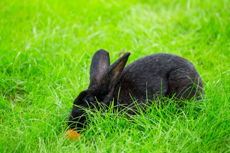 Black rabbit hiding in the green grassの写真素材