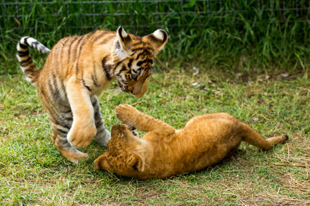 young lion playing with tiger cubs
