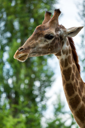 Giraffe head closeup in zooの写真素材