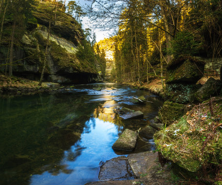 gorge in Czech switzerland, conifers and stonesの写真素材