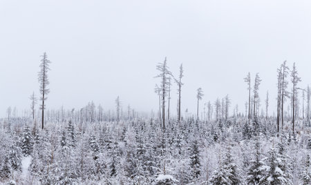 spruce forest covered with snowdrifts of snow, mountain treeの写真素材