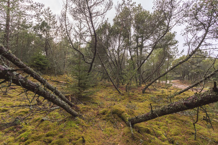 thicket of mountain spruce, moss and windbreak