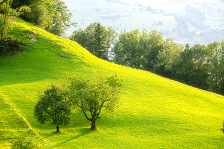 green meadows near mountains in a village in switzerland at sunsetの写真素材
