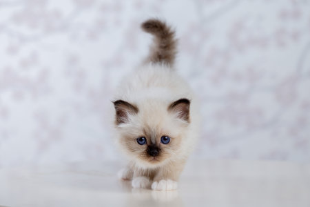 Sacred Birman kitten, birma on a light backgroundの写真素材