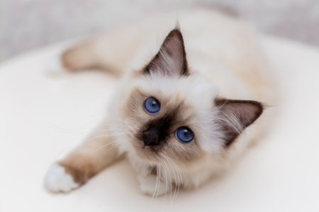 Sacred Birman cat, birma on a light backgroundの写真素材