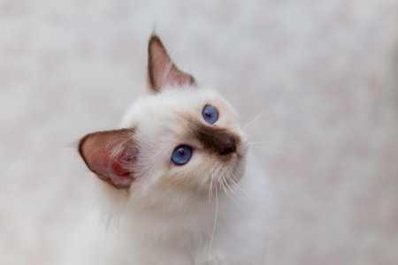 Sacred Birman cat, birma on a light backgroundの写真素材