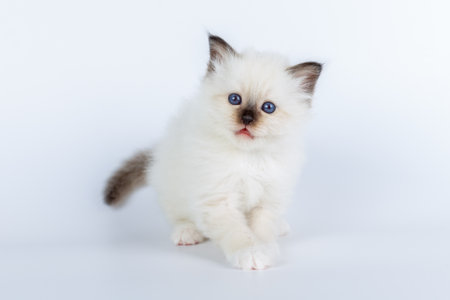 Sacred Birman kitten on a light background, burmaの写真素材