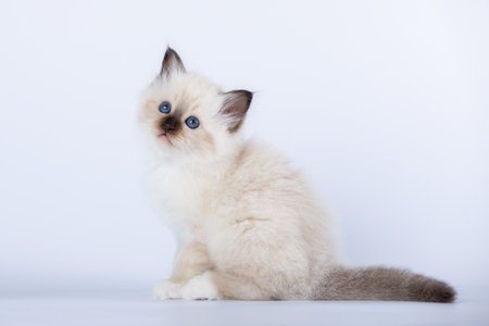 Sacred Birman kitten on a light background, burmaの写真素材
