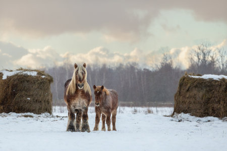 Belgian Draft Horse in winter fieldの写真素材