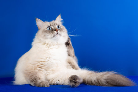 Siberian cat on a blue backgroundの写真素材
