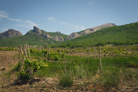 grape plantation in the mountainsの写真素材