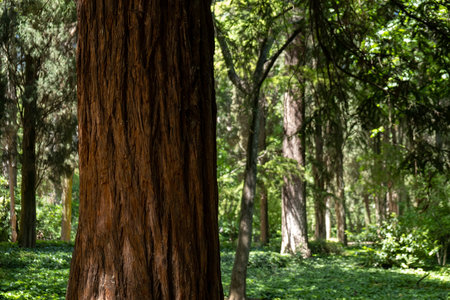 tree trunk against the background of the forest, bark and texture of pineの写真素材