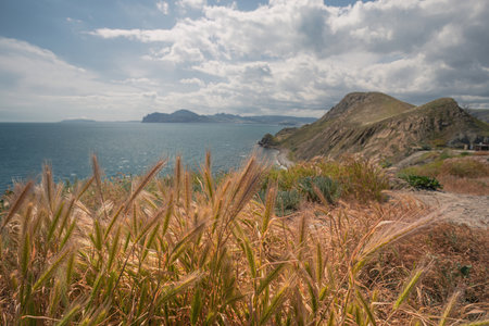 spikelets of grass in the mountains on the black seaの写真素材