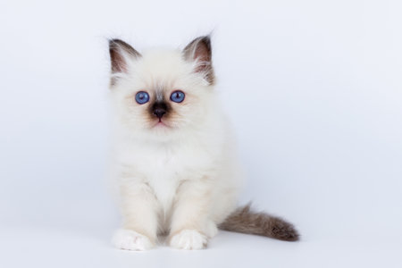 Sacred Birman Cat, birma kitten on a white backgroundの写真素材