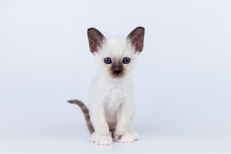 shorthair kitten with blue eyes on a white backgroundの写真素材