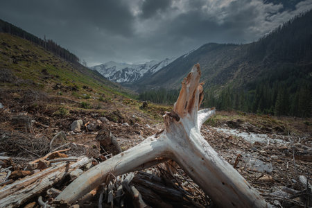 mountain landscape with dead treesの写真素材
