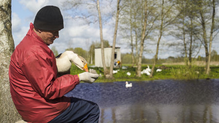 Farmer feeding goose by the pond. Poultry.の写真素材