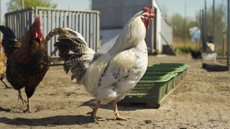 Rooster walking in pen among poultry. Low angle shot