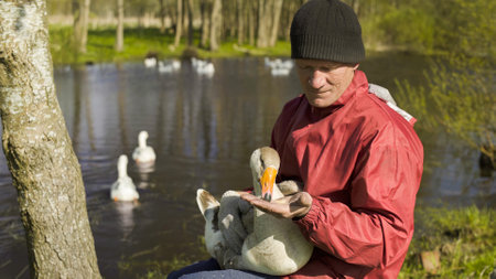 Farmer feeding goose by the pond. Poultry.の写真素材
