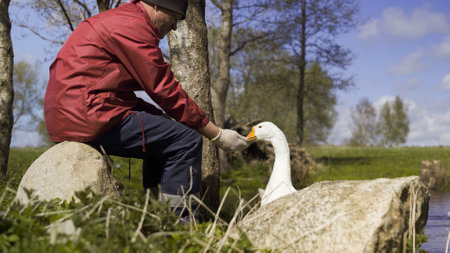 Farmer feeding goose by the pond. Poultry.の写真素材