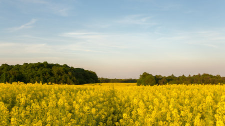 yellow rapeseed field at sunsetの写真素材