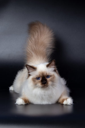 Sacred Birman cat, birma on a black backgroundの写真素材