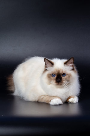 Sacred Birman cat, birma on a black backgroundの写真素材