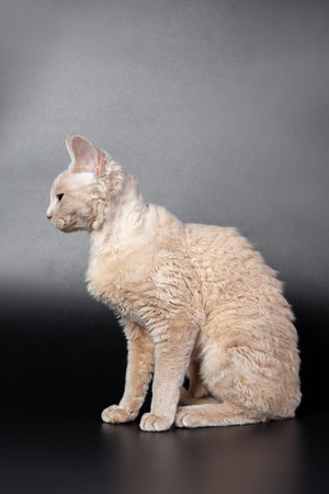 Devon Rex cat against black background
