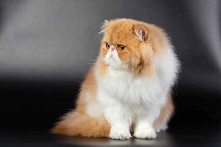 red-white Persian cat on a black backgroundの写真素材
