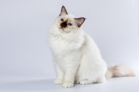 Sacred Birman Cat, birma on a white backgroundの写真素材