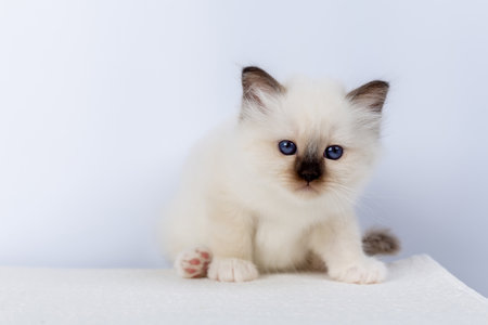 Sacred Birman kitten, birma Catの写真素材