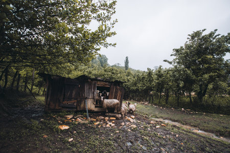 sheep hiding in barn during rain, village in the mountainsの写真素材