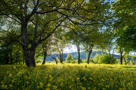 meadow of yellow flowers under trees in the mountainsの写真素材