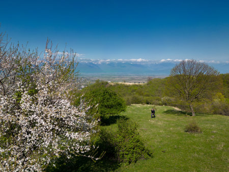Aerial shot of a flowering tree among alpine meadowsの写真素材