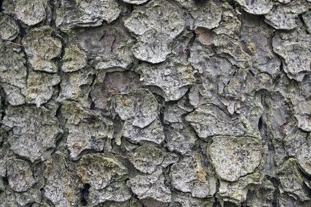 Pine bark