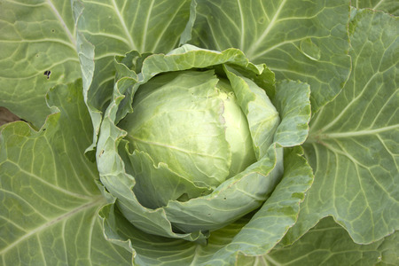 Growing cabbage in the field