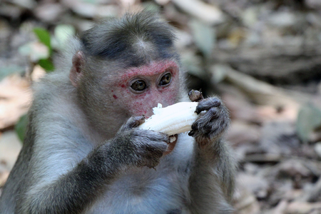 Monkey eating a banana, India, Goa
