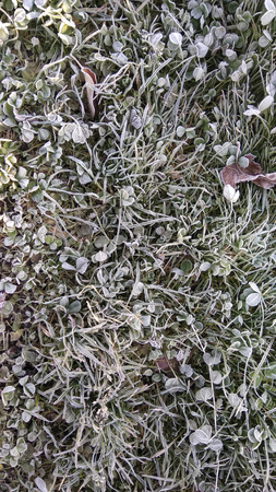 Morning frost grass background textureの写真素材