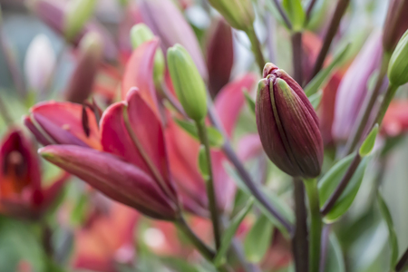 Lilies in the garden. In the foreground budの写真素材