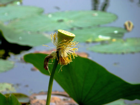 lotus coreの写真素材