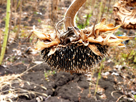 The ripened sunflower on fields waiting for harvesting in Russiaの写真素材
