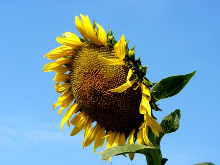 Sunflower in the field in the Rostov region in Russiaの写真素材