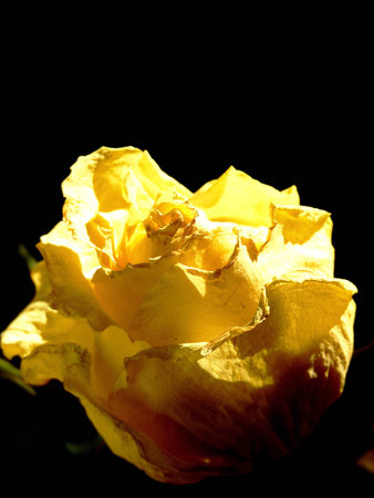 Yellow rose - a grief emblemの写真素材