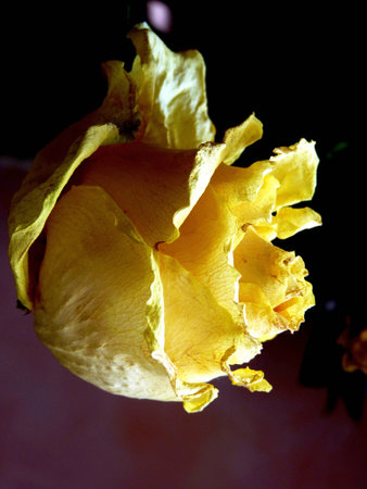Yellow rose - a grief emblemの写真素材