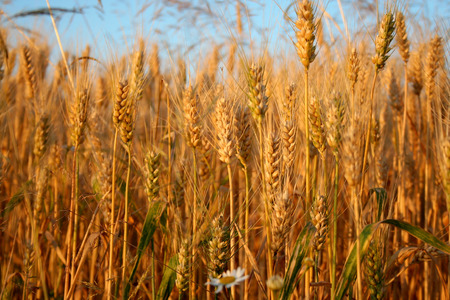 wheat fieldの写真素材