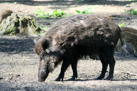 Wild boar in the reserve Bialowieza Forest in Belarusの写真素材
