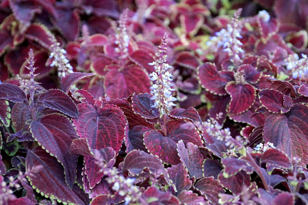 Background in the form of ornamental plants of bright flowers on bedsの写真素材