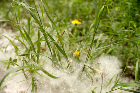 Poplar down in the city yard covers with itself a grassの写真素材