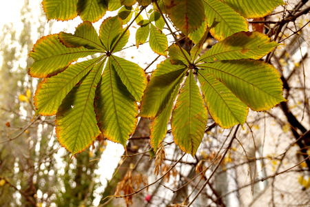 Autumn etude with leaves of a chestnut treeの写真素材